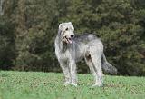 IRISH WOLFHOUND 166
